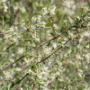 Olearia virgata Narrower leafed form